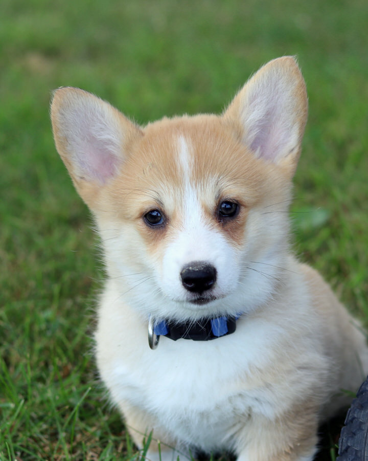 Corgi kennel shop