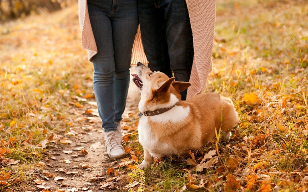 Do Corgis Make Good Pets?