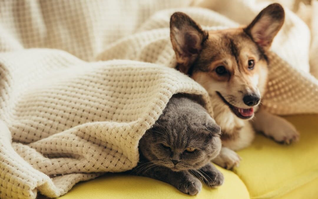 Are Corgis Good With Cats?