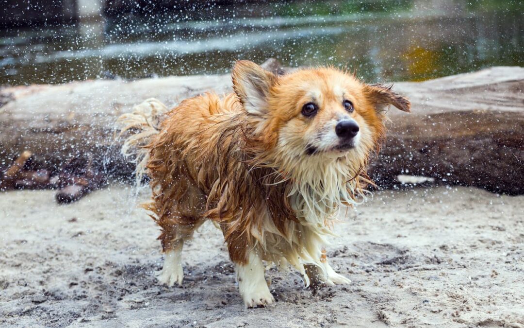 Are Corgis Difficult Dogs? Understanding the Quirks and Joys of Life with a Corgi