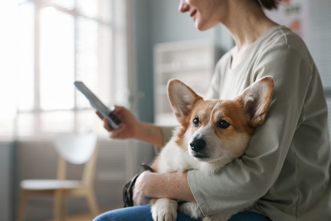 Corgi with owner - great for anxiety.