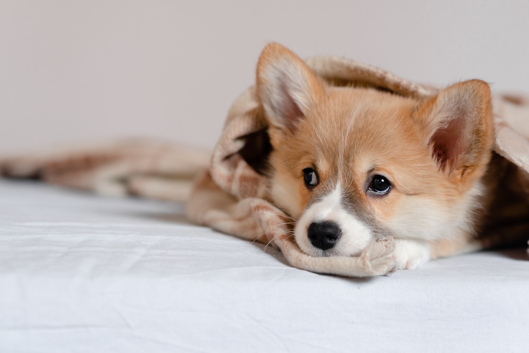 Young female laying on bed and playing with little welsh Corgi puppy.